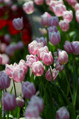 Soft Elegance: Field of Bi-Color Pink and White Tulips in Full Bloom
