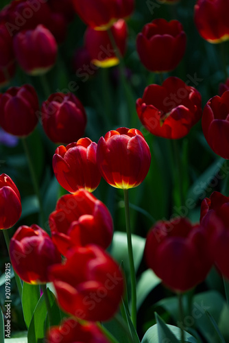 Radiant Blooms: Field of Vibrant Red Tulips Glowing in the Sunlight