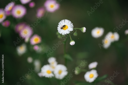 White flower yellow center ...