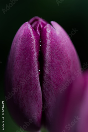 Elegant Morning Dew: Close-Up of a Purple Tulip Bud with Tiny Water Droplets
