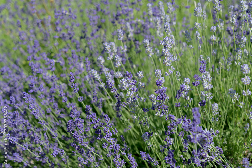 Obraz premium field of lavender