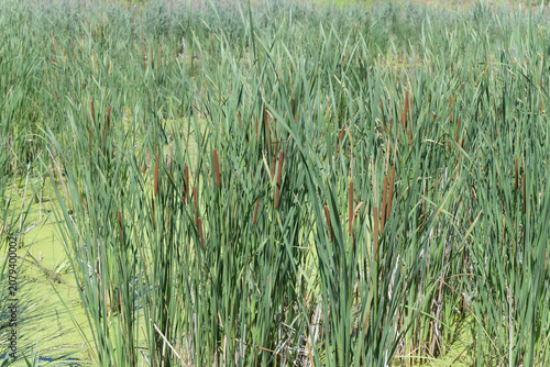 Foto marshy pond with cattails or typha