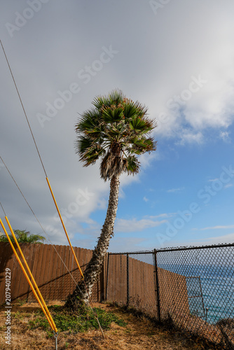 A single palm tree hanging at the beach