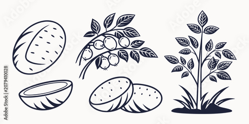 Obraz na płótnie Monochrome vector set of potatoes whole and sliced with plants and fruit-bearing