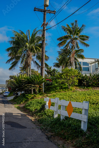 palm trees on the beach