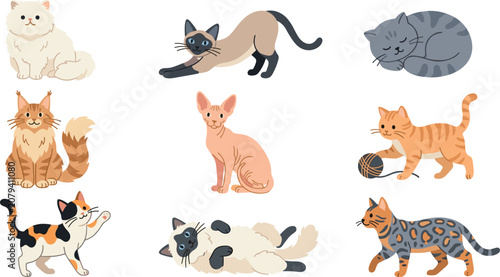 Domestic Cat Breed Collection with Cute Feline Pets Persian Siamese Bengal Sphynx Maine Coon and Playful Kitten Vector Illustration Set