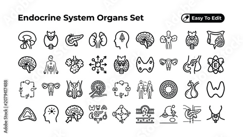 Endocrine system organs human body anatomy icons set  medical illustration  health and biology graphics  educational line art    organ and gland symbols