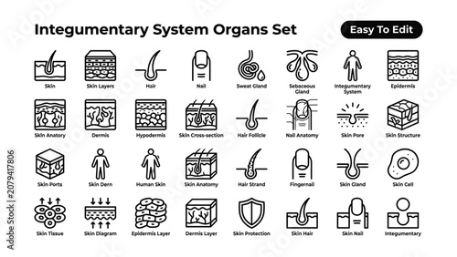 Integuementary system organs set easy to edit line icons  human skin anatomy and structure  skin layers  hair  nail  sweat gland  sebaceous gland