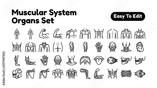 Muscular system organs set with thirty two line icons of human body parts and muscles for anatomy education and medical design  easy to edit
