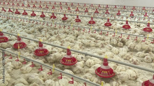 chicken farm