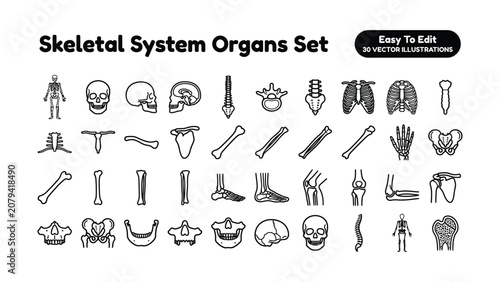 Skeletal system organs set with various bones and body parts for medical education and illustration purposes easily editable vector graphics