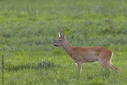 Such an old, experienced roebuck (Capreolus capreolus) knows exactly how to avoid the younger and stronger bucks in order to avoid a fight, leaf time, mating season, August, Germany