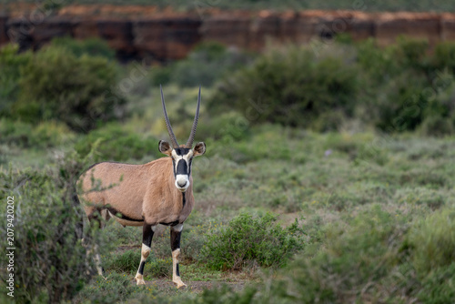 Canvastavla Gemsbok or South African oryx (Oryx gazella) standing in typical Nama Karoo habitat near Beaufort West, Western Cape, South Africa, highlighting the beauty of Africa's arid wildlife landscapes