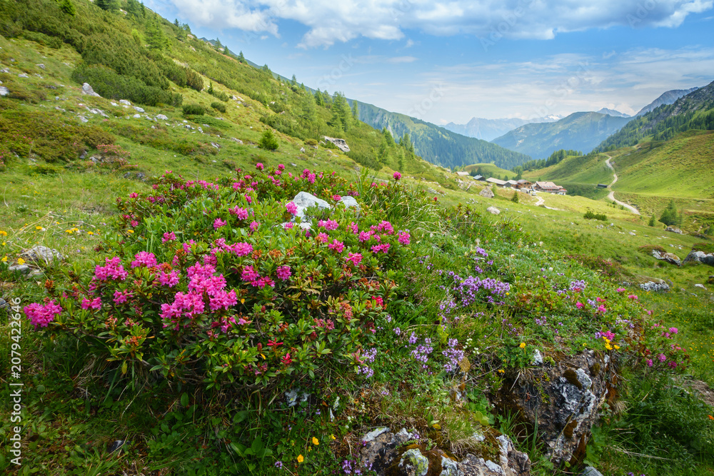 Obraz premium Die Alpenrosen blühen in den sommerlichen Bergen