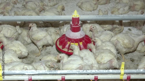 chickens