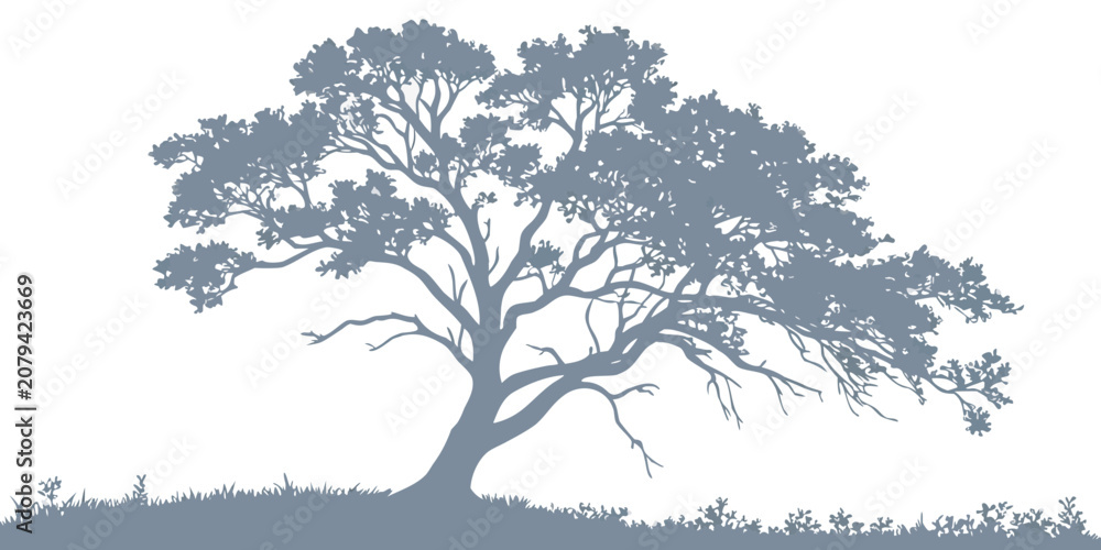 Fototapeta premium Grey silhouette of a large spreading tree on a grassy terrain with silhouette landscape outdoors illustration environment isolated background