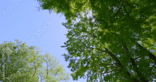 新緑の木々を見上げるローアングルと美しく輝く太陽の光芒