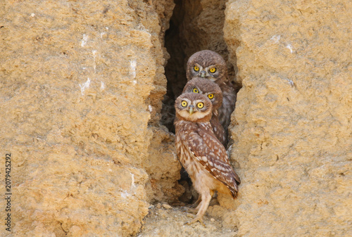 Three cute Little Owl chicks (Athene noctua) stand lined up inside a clay burrow entrance and look into the camera.
