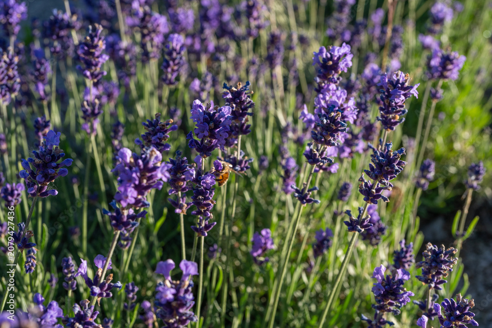 Fototapeta premium Lavender purple flower close up, lavendar farm in blooming summer garden