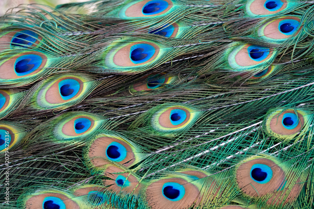 Fototapeta premium Peacock feather pattern, bright green - blue bird tail texture