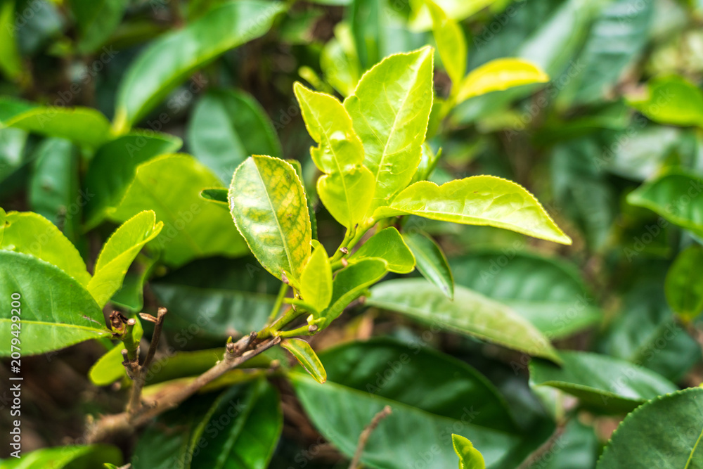 Obraz premium Traditional green tea plantation on Ceylon