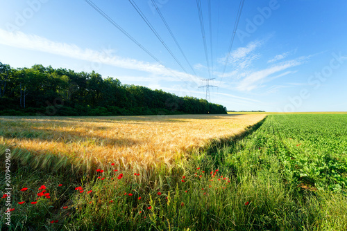 Konstfotografi Poppies, wheat fields and electricity pylon in the Essonne valley