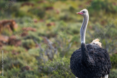 Foto Common ostrich (Struthio camelus) walking through the arid Nama Karoo near Beaufort West, Western Cape, South Africa