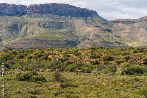 Photos Gemsbok or South African oryx (Oryx gazella) standing in typical Nama Karoo habitat near Beaufort West, Western Cape, South Africa, highlighting the beauty of Africa's arid wildlife landscapes