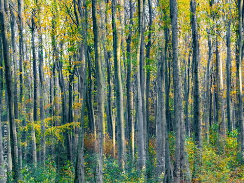 Photos Herbstlaub abstrakt in Szene gesetzt