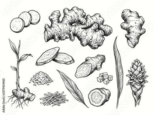 Ginger root botanical sketch set, ink illustration of rhizome and slice isolated on white background