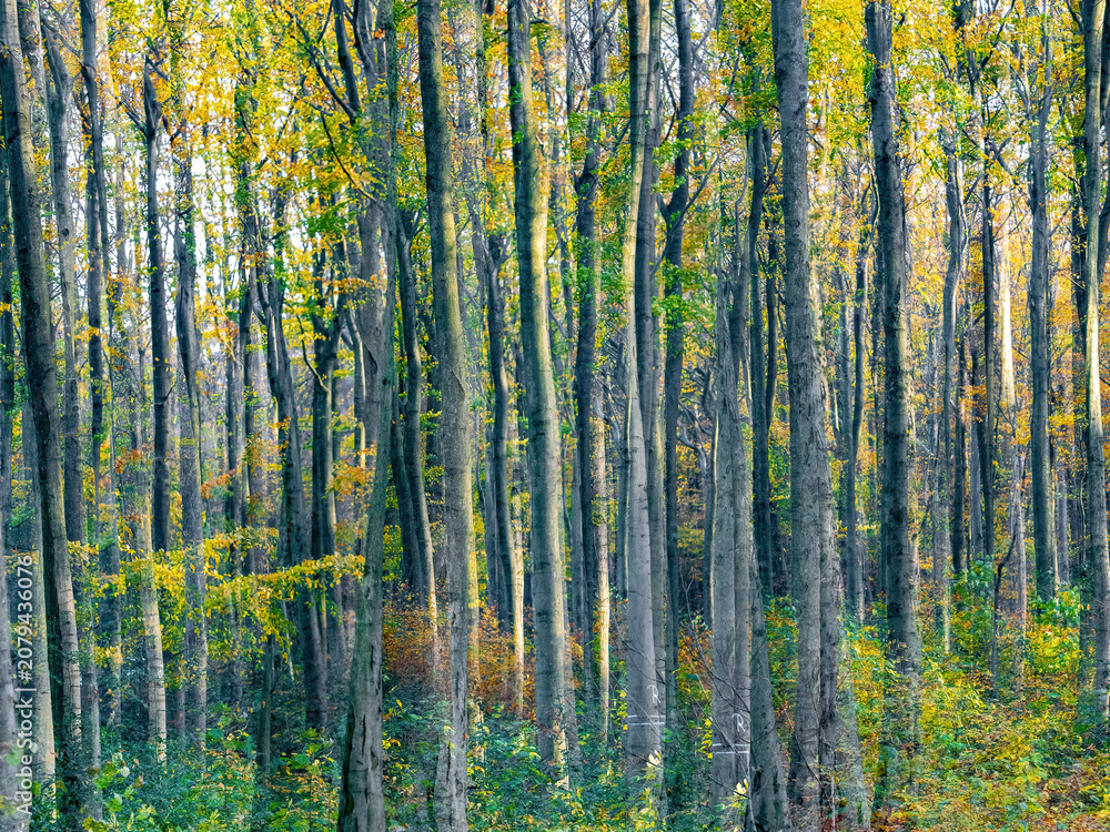 Fototapeta premium Herbstlaub abstrakt in Szene gesetzt