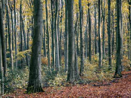 Schilderij op canvas Herbstlaub abstrakt in Szene gesetzt
