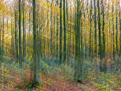 Foto Herbstlaub abstrakt in Szene gesetzt
