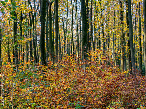 Foto Herbstlaub abstrakt in Szene gesetzt
