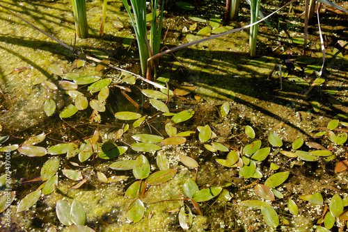 Authentic marshland. Overgrown pond. Wetlands. Green swamp. Lake in the thicket, wallpaper, background.