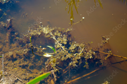 Authentic marshland. Overgrown pond. Wetlands. Green swamp. Lake in the thicket, wallpaper, background.