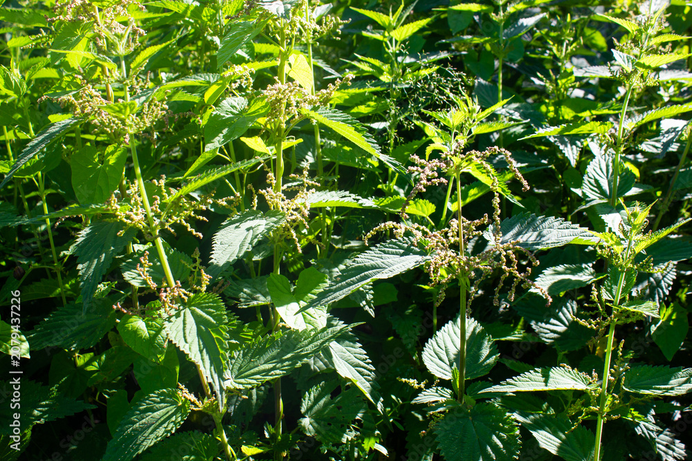Fototapeta premium Authentic nettle. Wild nettle, medicinal. Nettle bushes.