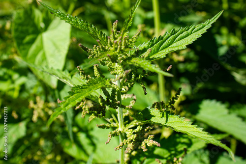 Authentic nettle. Wild nettle, medicinal. Nettle bushes.