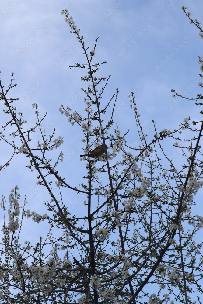 Obraz premium Small Bird Perched on a Blossoming Tree Branch against a Blue Sky
