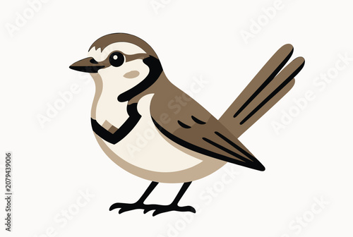 Elegant white wagtail bird with brown and grey feathers standing proudly isolated on a plain white background.