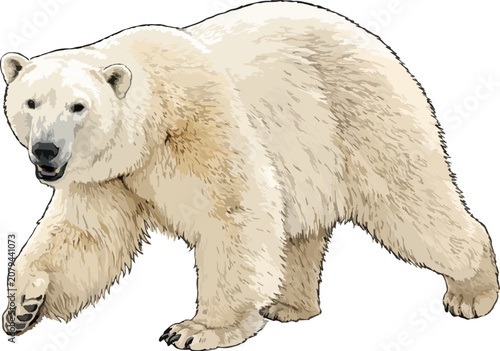 Tableau sur toile Walking polar bear Ursus maritimus illustration isolated art
