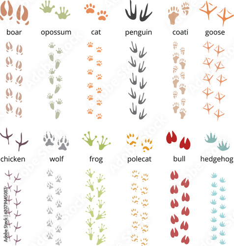 Canvas Print Wild animal bird foot prints collection element vector