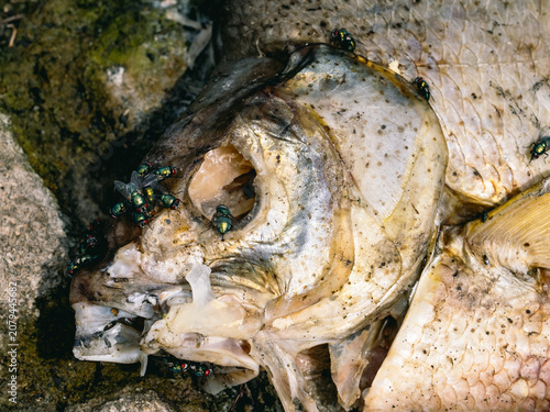 Konstfotografi Schmeißfliegen an einem toten Fisch
