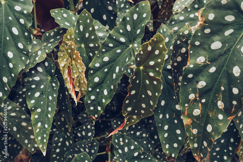 Polka Dot Begonia leaves