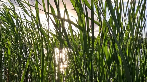 Tall green reed grass sways in warm sunset light near a wetland. The camera slowly moves through dense blades as sunlight flickers between stems and bright reflections shift naturally.