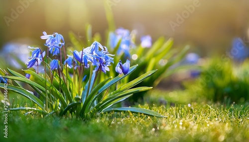 Bluebells A Bush Of Scella On A Lawn Close Up