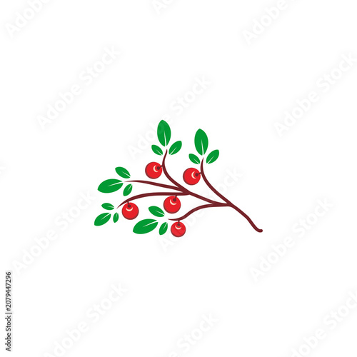 Illustrated Branch with Red Berries and Green Leaves Isolated