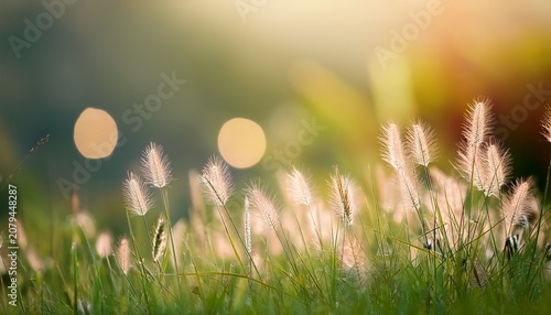 Close Up Grass Flowers In Grass Field Against Blurry Background Beautiful Abstract Nature Plant With Copy Space