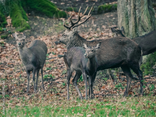 Sikahirsche im Wald