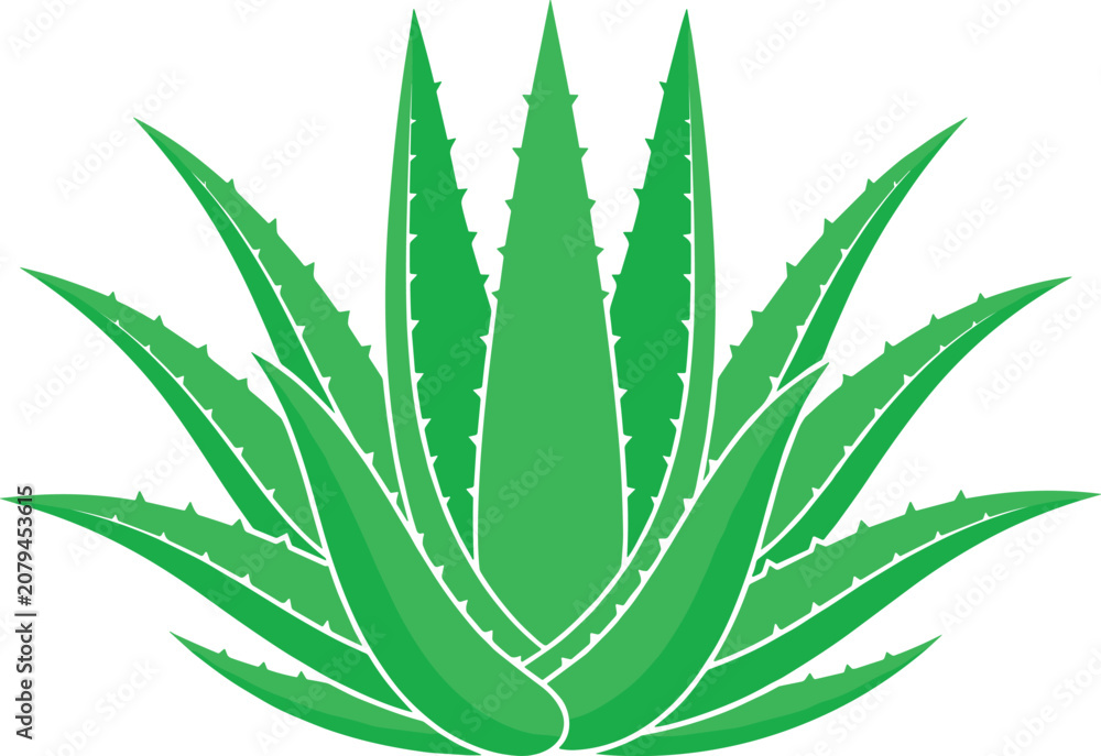Fototapeta premium vFlat vector illustration of a green aloe vera succulent plant for natural skincare and wellness concepts